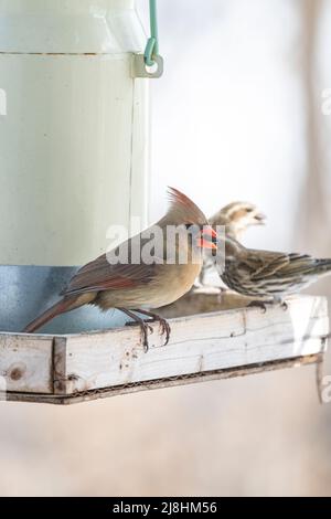 Nördliches Kardinalweibchen, Cardinalis cardinalis, am Vogelfutterhäuschen in Quebec, Kanada, Frühling Stockfoto