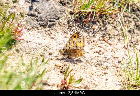 Wandschmetterling Lasiommata megera, der sich im Mai 2022 auf der Staffordshire-Seite des Mow Cop in der Sonne auf dem Boden sonnt Stockfoto