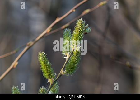 Europäische Espenkatze aus nächster Nähe, Zweig mit grüner weiblicher Catkin mit Samen Stockfoto