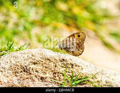 Wall Brown Schmetterling Lasiommata megera sonnen sich in der Sonne auf einem Felsen auf der Staffordshire Seite von Mow Cop im Mai 2022 Stockfoto