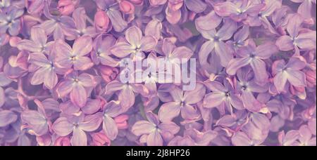 Zarte hell gesättigten floralen Hintergrund von großen lila Blüten Stockfoto