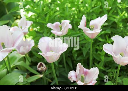 Weiße Tulpe im RHS Garden Wisley, Surrey, England, Großbritannien, 2022 Tage lang Stockfoto