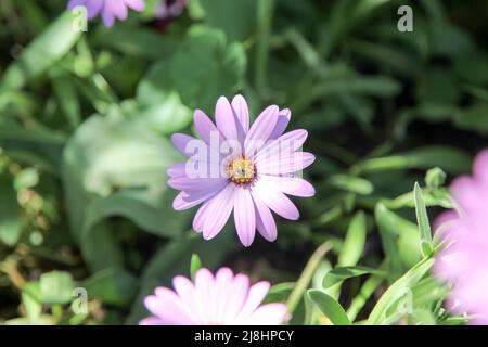 Osteospermum jucundum 'Killerton Pink', eine entzückende afrikanische Gänseblümchen im Cottage Garden im RHS Garden Wisley, Surrey, England, Großbritannien, 2022 Tage lang Stockfoto