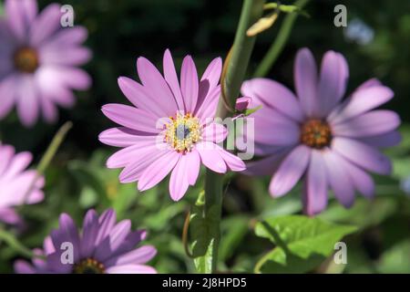 Osteospermum jucundum 'Killerton Pink', eine entzückende afrikanische Gänseblümchen im Cottage Garden im RHS Garden Wisley, Surrey, England, Großbritannien, 2022 Tage lang Stockfoto