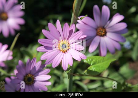 Osteospermum jucundum 'Killerton Pink', eine entzückende afrikanische Gänseblümchen im Cottage Garden im RHS Garden Wisley, Surrey, England, Großbritannien, 2022 Tage lang Stockfoto