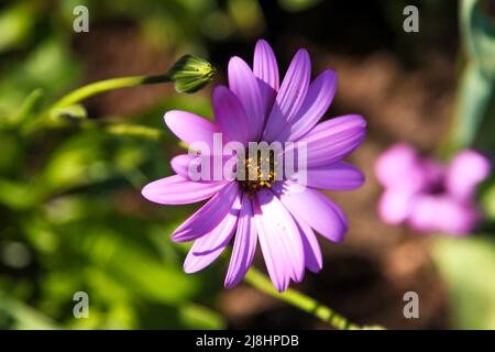 Osteospermum jucundum 'Killerton Pink', eine entzückende afrikanische Gänseblümchen im Cottage Garden im RHS Garden Wisley, Surrey, England, Großbritannien, 2022 Tage lang Stockfoto