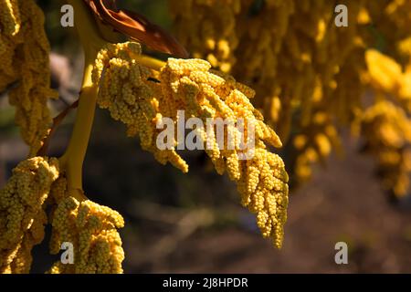 Blühende Trachycarpus fortunei, chinesische Windmühlenpalme 'Chusan Palm' im Exotic Garden im RHS Garden Wisley, Surrey, England, Großbritannien, 2022 Tage Stockfoto