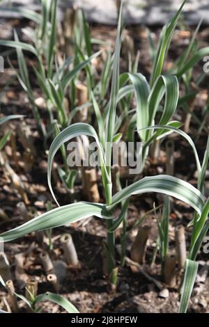 Arundo Donax 'Peppermint Stick' im Exotic Garden im RHS Garden Wisley, Surrey, England, Großbritannien, 2022 Tage lang Stockfoto