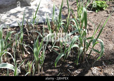 Arundo Donax 'Peppermint Stick' im Exotic Garden im RHS Garden Wisley, Surrey, England, Großbritannien, 2022 Tage lang Stockfoto