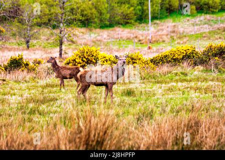 Schottischer Rothirsch, Cervus elaphus scotcus, Bealach na Ba, Halbinsel Applecross, Nordküste 500, Schottland Stockfoto