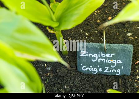 Zingiber mioga, japanischer Ingwer Crûg Zing wächst im RHS Garden Wisley, Surrey, England, Großbritannien, 2022 Tage lang Stockfoto