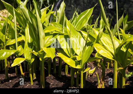 Zingiber mioga, japanischer Ingwer Crûg Zing wächst im RHS Garden Wisley, Surrey, England, Großbritannien, 2022 Tage lang Stockfoto