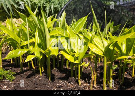 Zingiber mioga, japanischer Ingwer Crûg Zing wächst im RHS Garden Wisley, Surrey, England, Großbritannien, 2022 Tage lang Stockfoto