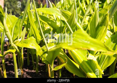 Zingiber mioga, japanischer Ingwer Crûg Zing wächst im RHS Garden Wisley, Surrey, England, Großbritannien, 2022 Tage lang Stockfoto