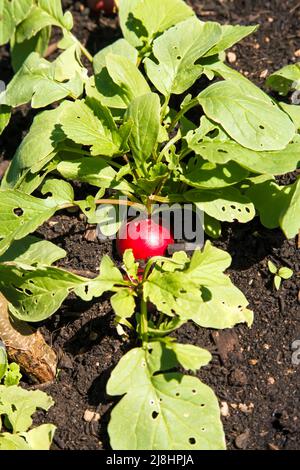 Radieschen „Siziliens Riese“, die im World Food Garden im RHS Garden Wisley, Surrey, England, Großbritannien, 2022 Tage wachsen Stockfoto