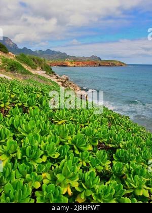 Blick auf die Klippen und das Meer entlang des Maha'ulepu Heritage Trail zwischen Shipwrecks Beach und Punahoa Point Stockfoto