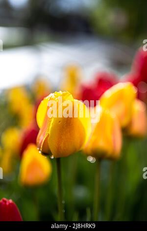 Rote und gelbe Tulpen blühen im Frühling Stockfoto