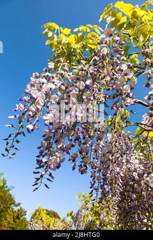 Glyzinie Floribunda in Blüte im RHS Wisley Garden, Surrey, England, Großbritannien, 2022 Tage Stockfoto