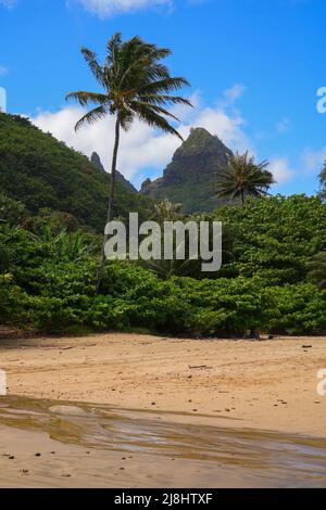 Palmen und Berge von Na Pali vom Cannon's Beach an der Nordküste der Insel Kauai in Hawaii, USA Stockfoto
