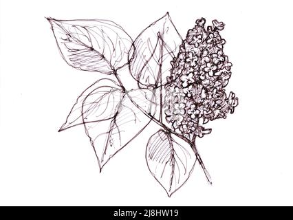 Illustration in schwarzer Tinte von Fliederblüten und Blättern auf weißem Hintergrund. Stockfoto