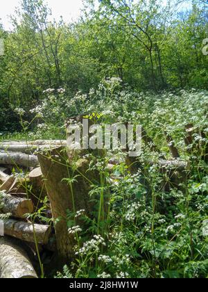 Intime Frühlingslandschaft mit massierter Kuh-Petersilie (Anthriscus sylvestris) in bewirtschafteten Wäldern, halb-abstrakter Natur Stockfoto