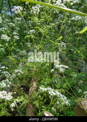 Intime Frühlingslandschaft mit massierter Kuh-Petersilie (Anthriscus sylvestris) in bewirtschafteten Wäldern, halb-abstrakter Natur Stockfoto