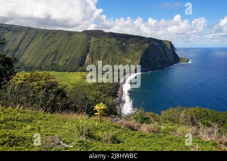 Waipi'o Valley Aussichtspunkt auf der Halbinsel Kohala im Norden von Big Island in Hawaii, USA Stockfoto