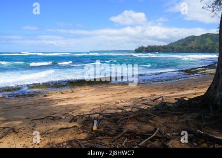 Baumwurzeln am Lumaha'i Beach an der Nordküste der Insel Kauai in Hawaii, USA Stockfoto