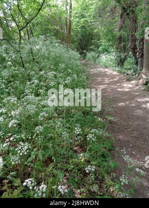 Intime Frühlingslandschaft mit massierter Kuh-Petersilie (Anthriscus sylvestris) in bewirtschafteten Wäldern, halb-abstrakter Natur Stockfoto