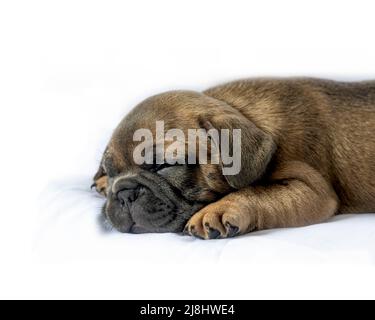Kopf und Schultern Porträt des neuen Welpen schlafen isoliert auf einem weißen Hintergrund Konzept der Pflege für Ihr neues Haustier Welpen Stockfoto
