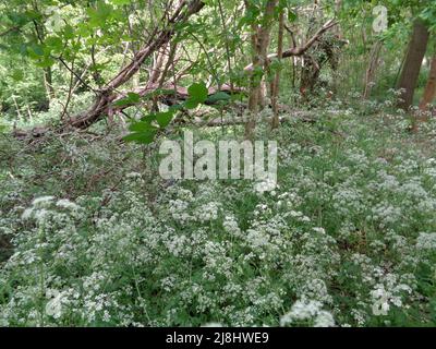 Intime Frühlingslandschaft mit massierter Kuh-Petersilie (Anthriscus sylvestris) in bewirtschafteten Wäldern, halb-abstrakter Natur Stockfoto