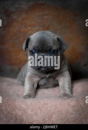 Porträt eines vier Wochen alten Welpen Rehkitz Französisch Bulldogge saß Blick in die Kamera . Vertikales Bild mit braunen Hintergrund copy Raum oben Stockfoto