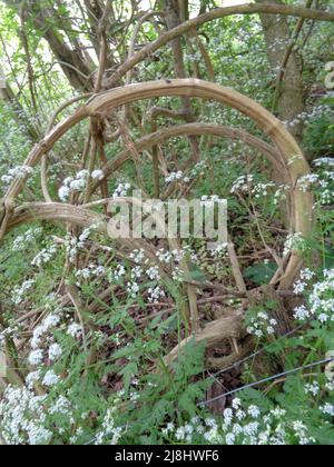 Intime Frühlingslandschaft mit massierter Kuh-Petersilie (Anthriscus sylvestris) in bewirtschafteten Wäldern, halb-abstrakter Natur Stockfoto