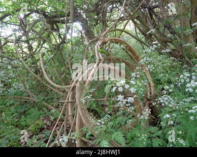 Intime Frühlingslandschaft mit massierter Kuh-Petersilie (Anthriscus sylvestris) in bewirtschafteten Wäldern, halb-abstrakter Natur Stockfoto