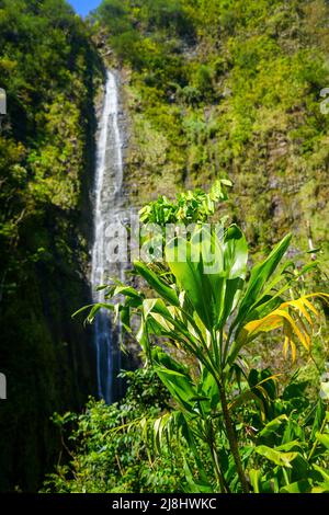 Waimoku Falls am Ende des Pipiwai Trail im Haleakala National Park auf der Straße nach Hana, östlich der Insel Maui, Hawaii, USA Stockfoto