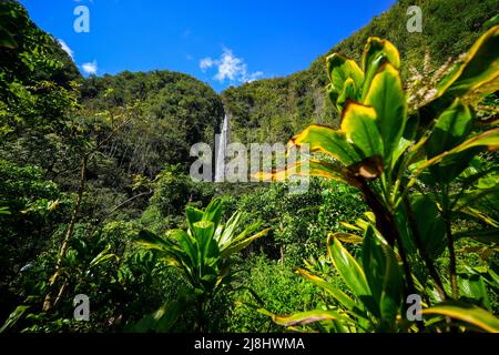 Waimoku Falls am Ende des Pipiwai Trail im Haleakala National Park auf der Straße nach Hana, östlich der Insel Maui, Hawaii, USA Stockfoto