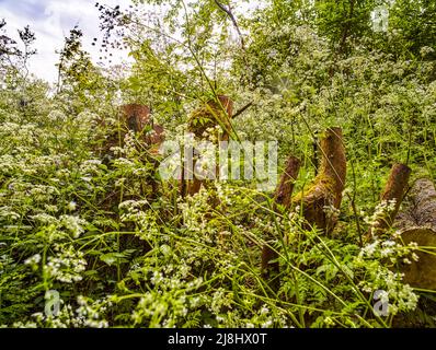 Intime Frühlingslandschaft mit massierter Kuh-Petersilie (Anthriscus sylvestris) in bewirtschafteten Wäldern, halb-abstrakter Natur Stockfoto