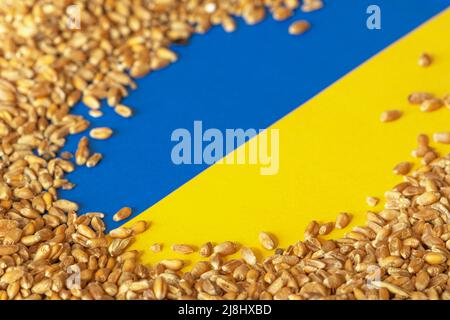 Weizenkörner auf der gelben und blauen Flagge der Ukraine, ukrainische Getreidekrise, globales Konzept der Hungerkrise aufgrund des Krieges Stockfoto