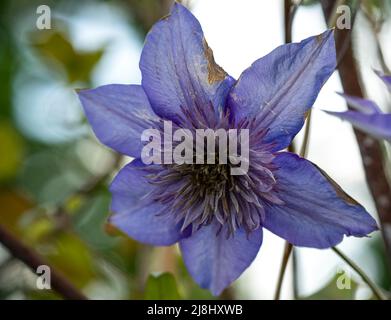 Schöne blaue asiatische virginsbower Kletterer in voller Sommerblüte Stockfoto