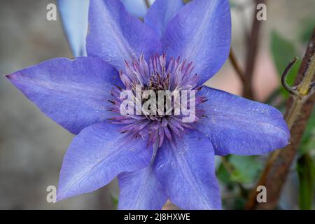 Schöne blaue asiatische virginsbower Kletterer in voller Sommerblüte Stockfoto