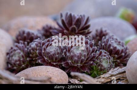 Nahaufnahme von farbenfrohen Miniaturgartensukkkkulenten Pflanzen Stockfoto