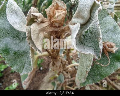 Statueske Begonia venosa, geädert Begonia, Pflanzenportrait in Nahaufnahme Stockfoto