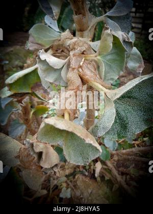 Statueske Begonia venosa, geädert Begonia, Pflanzenportrait in Nahaufnahme Stockfoto