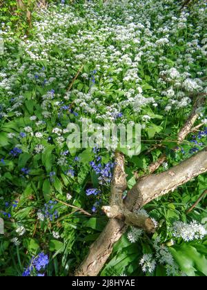 Intime Frühlingslandschaft mit Ransomes (Allium ursinum) und Bluebells, die auf einem offenen Waldboden blühen Stockfoto