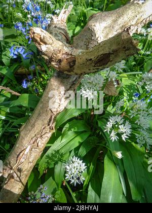 Intime Frühlingslandschaft mit Ransomes (Allium ursinum) und Bluebells, die auf einem offenen Waldboden blühen Stockfoto