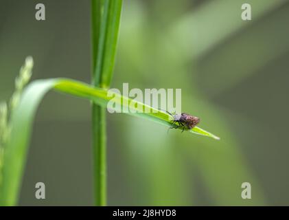 Nahaufnahme einer Kaddisfly (Trichoptera), die auf einem hellgrünen Schilfblatt ruht Stockfoto