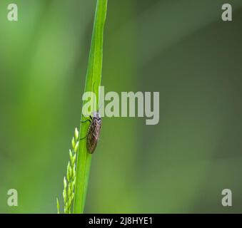 Nahaufnahme einer Kaddisfly (Trichoptera), die auf einem hellgrünen Schilfblatt ruht Stockfoto