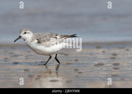 Sanderling, Calidris alba, kleiner Watvögel über überwintern Vogel, Norfolk, Großbritannien Stockfoto