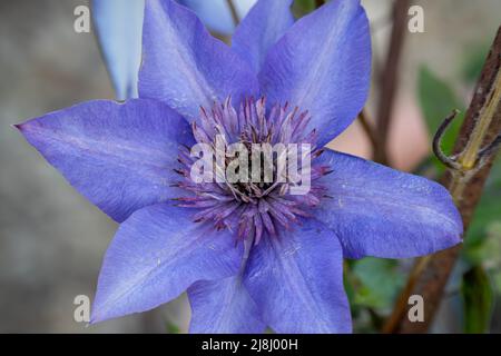 Schöne blaue asiatische virginsbower Kletterer in voller Sommerblüte Stockfoto