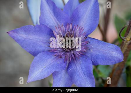 Schöne blaue asiatische virginsbower Kletterer in voller Sommerblüte Stockfoto